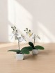 Deko Pflanze Orchidee im Display